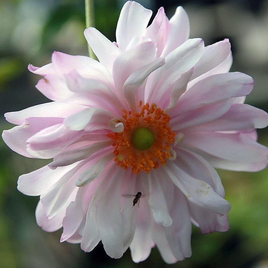 Anemone x 'Queen Charlotte' ~ Queen Charlotte Anemone – Riverbend