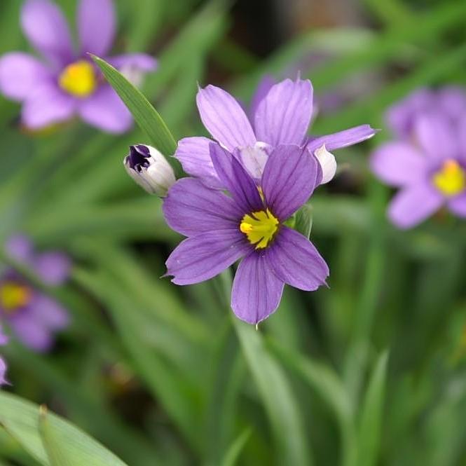 Sisyrinchium angustifolium 'Lucerne' ~ Lucerne Blue-Eyed Grass – Riverbend  Nursery