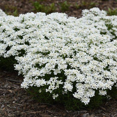 Iberis sempervirens 'Snowsation' ~ Snowsation™ Candytuft – Riverbend Nursery