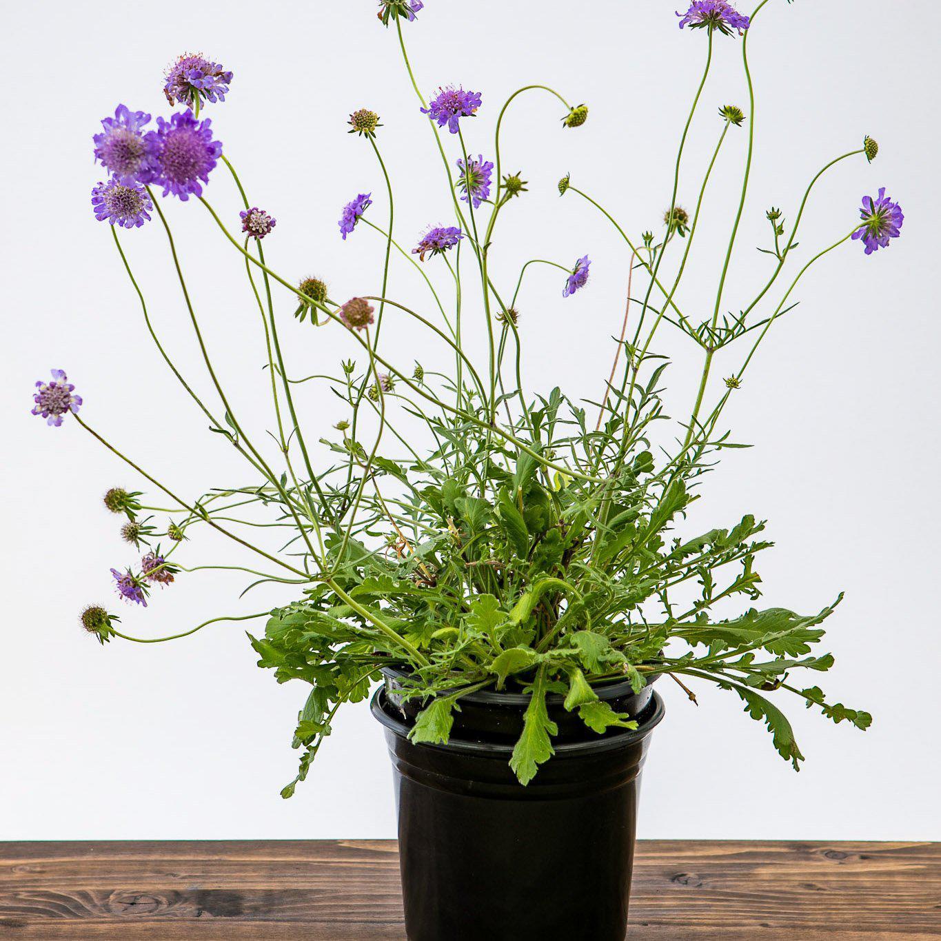 Scabiosa columbaria 'Butterfly Blue' ~ Butterfly Blue Pincushion Flowe –  Riverbend Nursery
