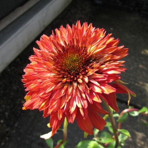 echinacea hot papaya seeds Echinacea x 'Hot Papaya' ~ Hot Papaya Echinacea, Coneflower – Riverbend Nursery