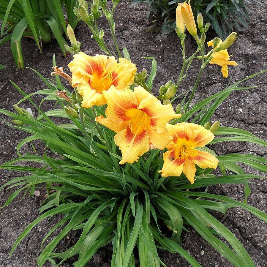 ｌｉｌｙ 　nella. x Garden of eden stella Hemerocallis 'Black Eyed Stella' ~ Black Eyed Stella Daylily