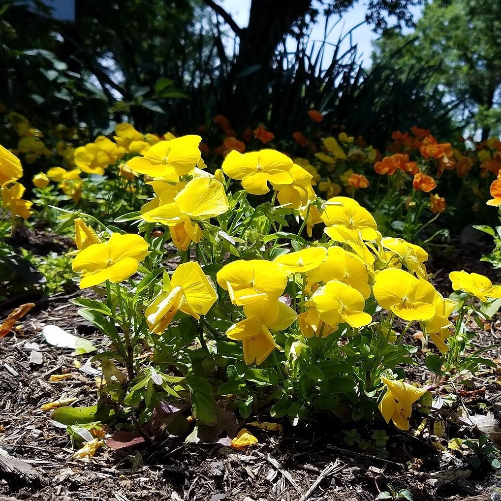 Viola x wittrockiana 'PAS954554' ~ Cool Wave® Golden Yellow Pansy