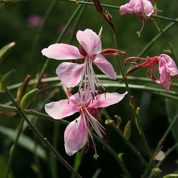 Gaura lindheimeri 'Siskiyou Pink' ~ Siskiyou Pink Gaura – Riverbend Nursery