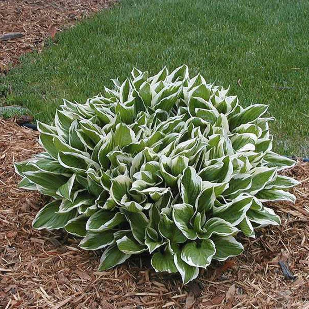 tobacco road hosta Shadowland 'Lone Star' 28 Inches Garden Spread Hosta 'Northern Exposure'