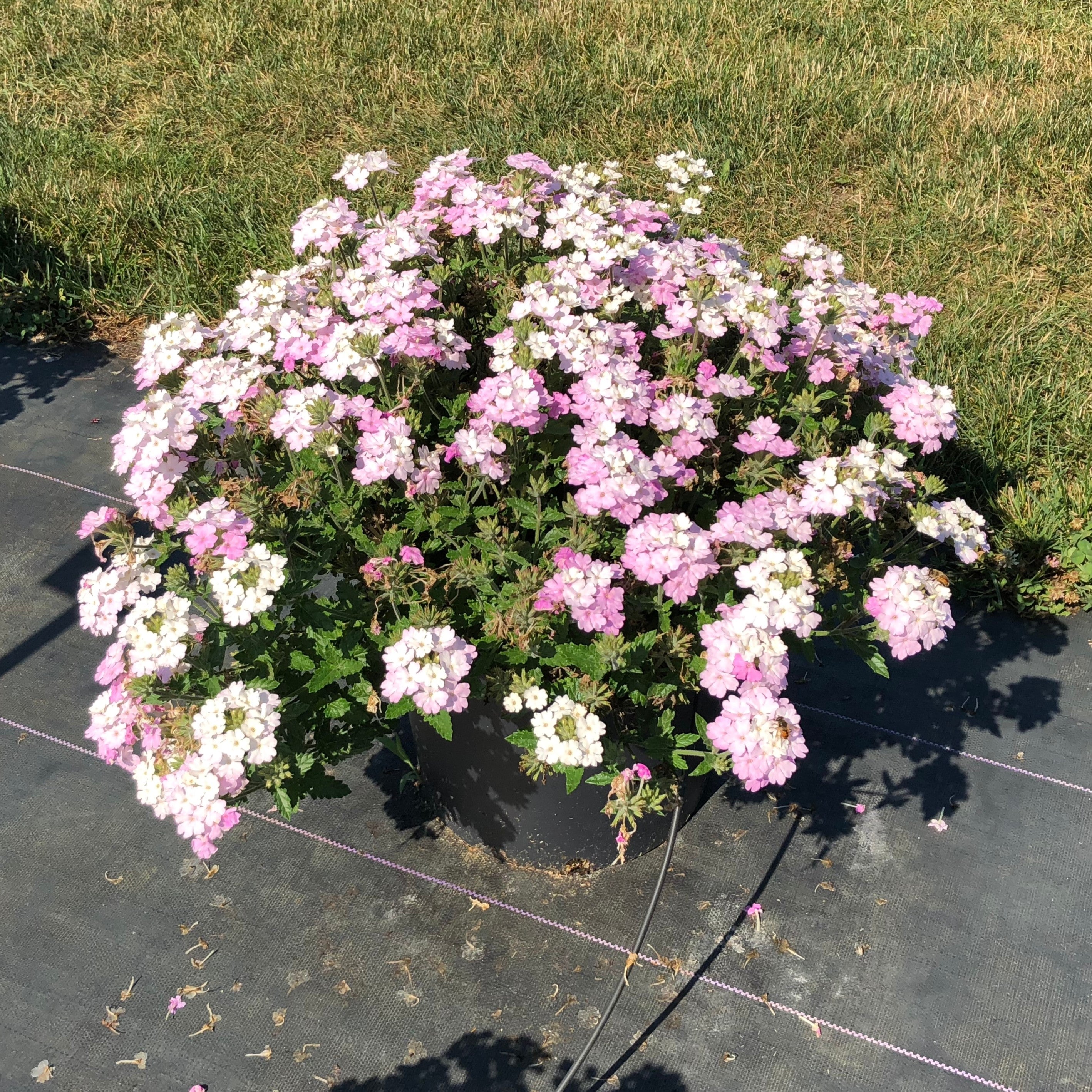 Verbena peruviana 'Balendish' PP25839 ~ EnduraScape™ White Blush