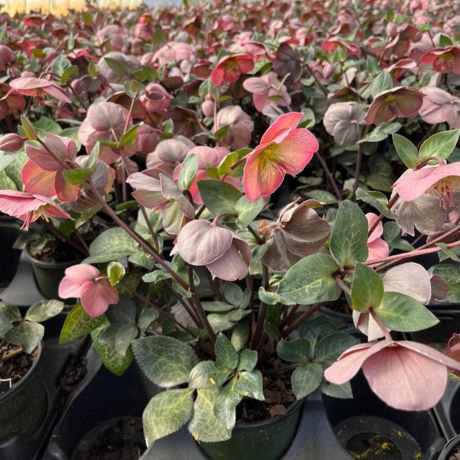 Helleborus x hybridus 'ABCRD01' ~ FrostKiss™ Penny's Pink® Lenten