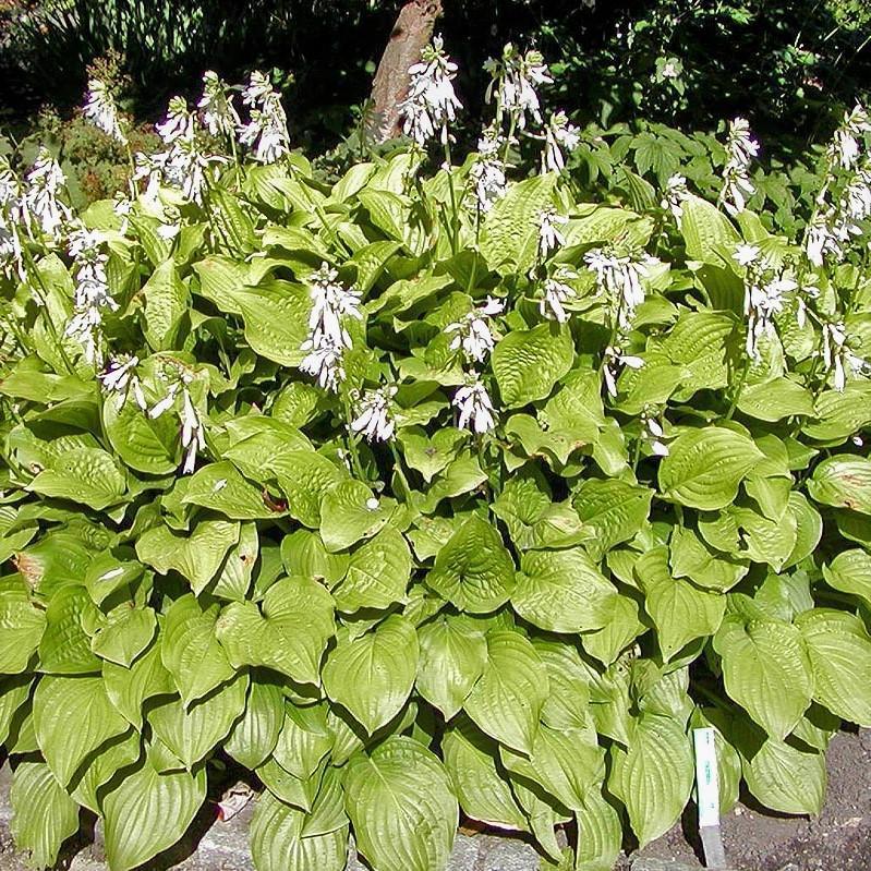 Hosta x 'Royal Standard' ~ Royal Standard Hosta – Riverbend Nursery