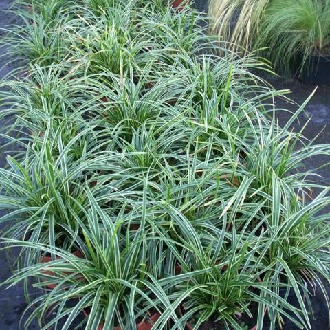 Carex morrowii 'Ice Dance' ~ Ice Dance Sedge – Riverbend Nursery