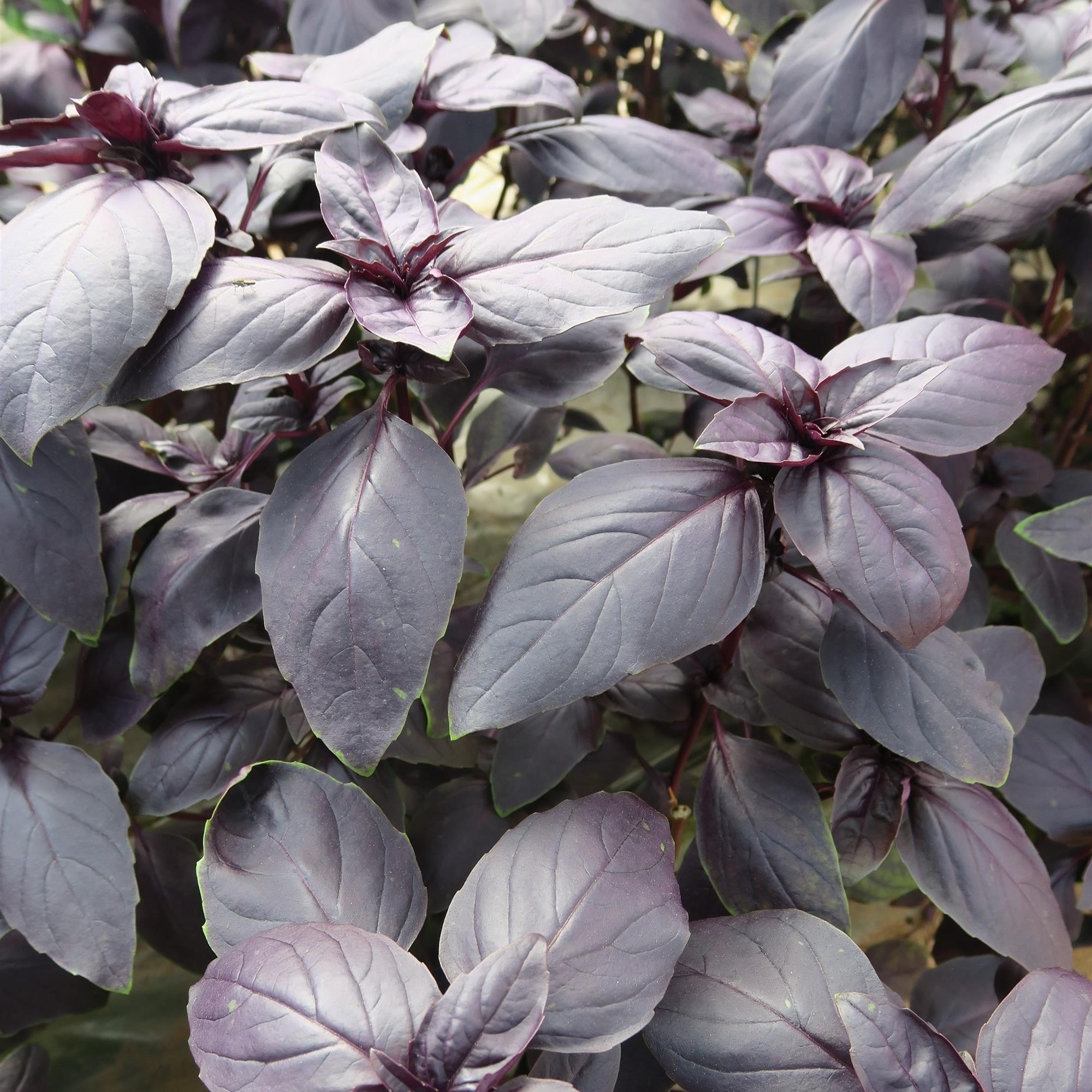 Ocimum basilicum 'Prospera Red' ~ Prospera Red Basil – Riverbend Nursery