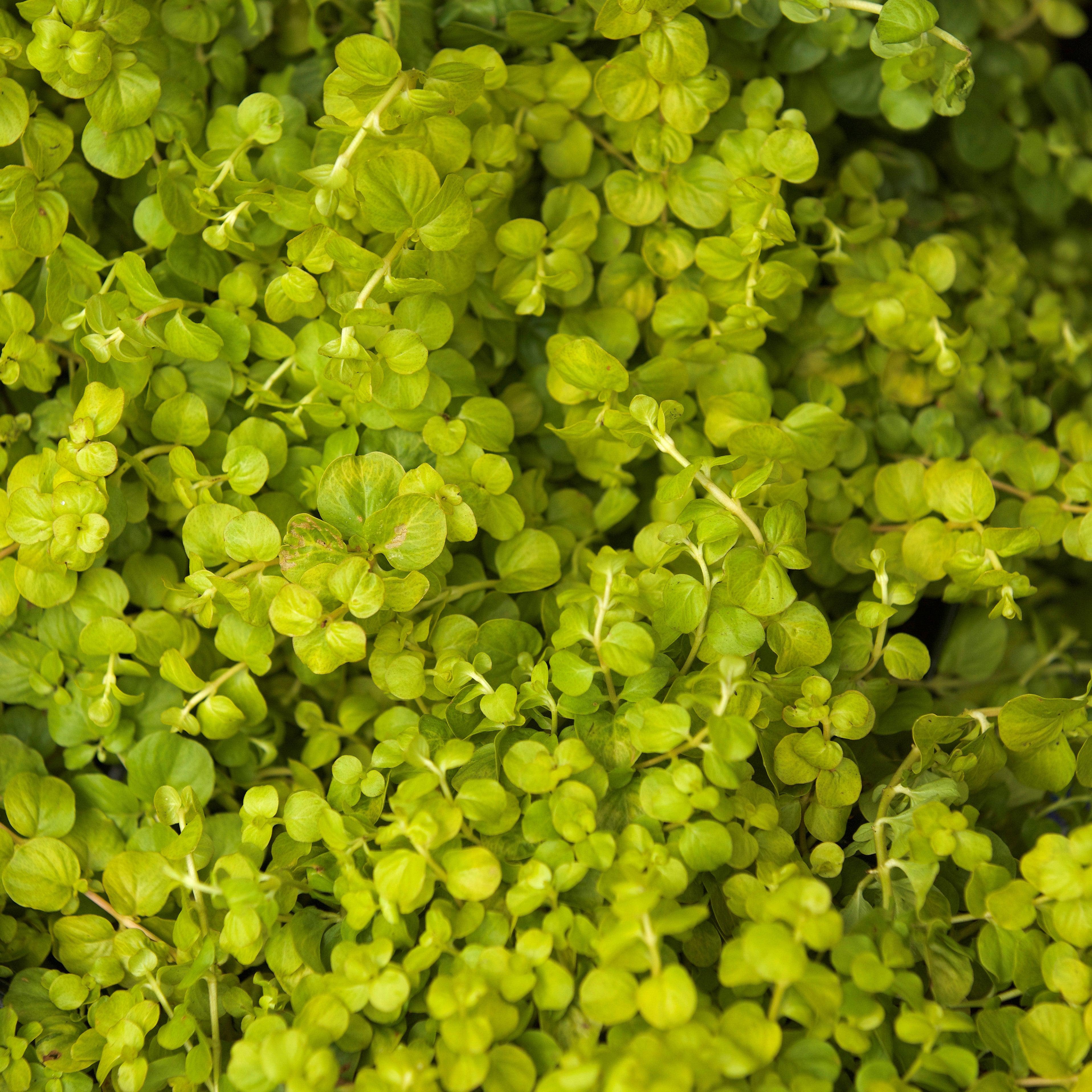 Lysimachia nummularia 'Aurea' ~ Golden Creeping Jenny – Riverbend Nursery