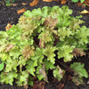 Heuchera x 'Marmalade' ~ Marmalade Coral Bells