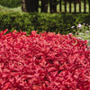 Solenostemon scutellarioides 'Wizard® Sunset Coleus' ~ Wizard® Sunset Coleus