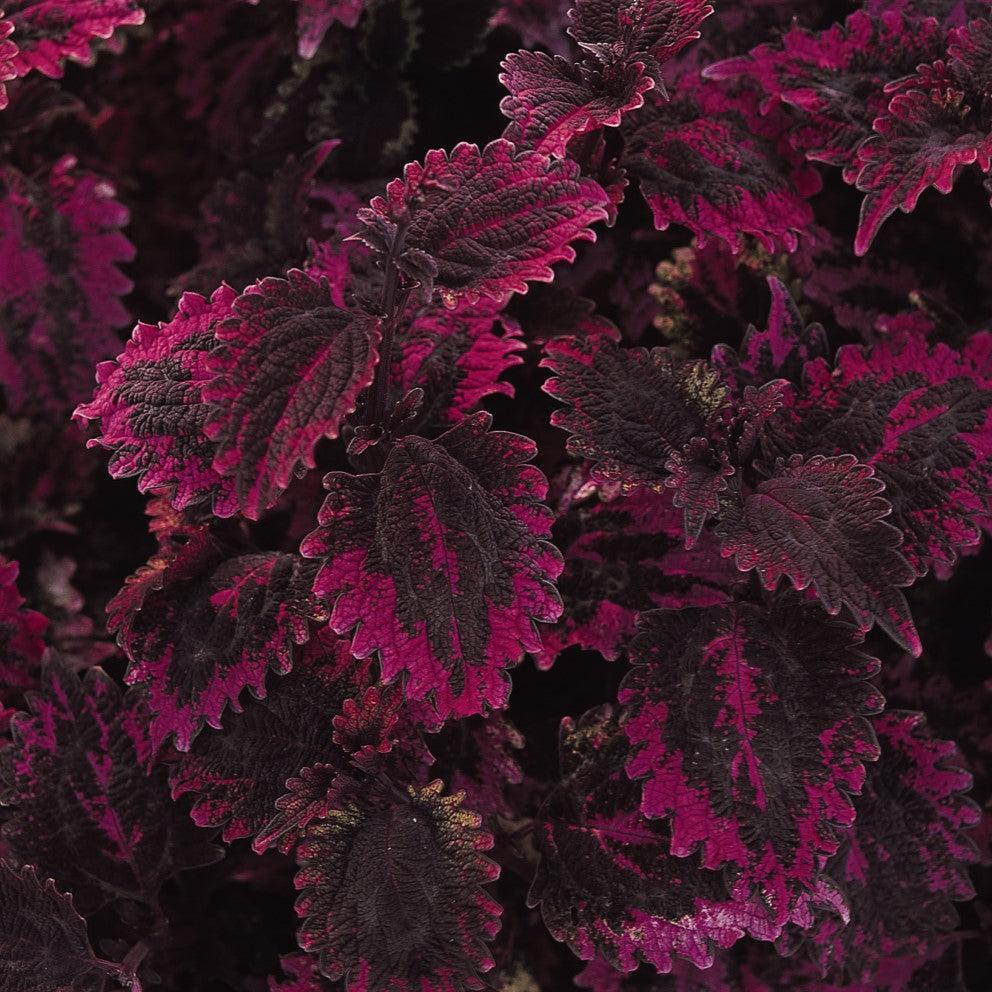 Solenostemon scutellarioides 'Florida Sun Rose' ~ Florida Sun Rose Coleus