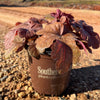 Heucherella 'Buttered Rum' ~ Buttered Rum Foamy Bells