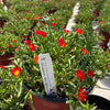 Delosperma nubigenum 'W1813' ~ WOW® Hot Orange Ice Plant