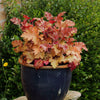 Heuchera x 'Marmalade' ~ Marmalade Coral Bells