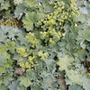 Alchemilla mollis 'Thriller' ~ Thriller Lady's Mantle