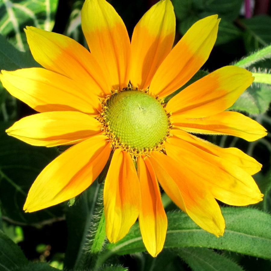 Rudbeckia hirta 'Prairie Sun' ~ Prairie Sun Black-Eyed Susan