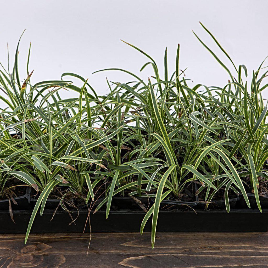 Liriope muscari 'Variegata' ~ Variegated Lily Turf – Riverbend Nursery