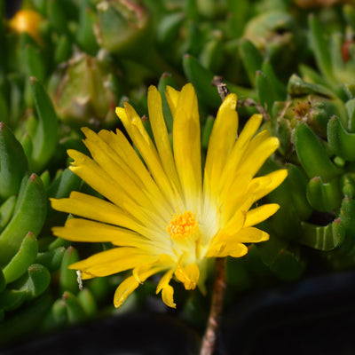 Delosperma basuticum ~ White-eyed Ice Plant