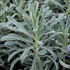 Euphorbia x martinii 'Glacier Blue' ~ Sahara™ Glacier Blue Euphorbia