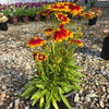 Coreopsis 'Baluptgonz' ~ Uptick™ Gold & Bronze Tickseed