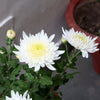 Chrysanthemum x morifolium 'Aluga White' ~ Belgian Mums® Aluga White Mum