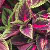 Solenostemon scutellarioides 'Main Street Ruby Road' ~ Main Street Ruby Road™ Coleus