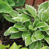 Hosta 'Diana Remembered' ~ Diana Remembered Hosta
