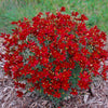 Coreopsis verticillata 'Hot Paprika' ~ Sizzle & Spice® Hot Paprika Coreopsis