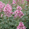 Syringa x 'SMNSPH' USPP 35,93 ~ Bloomerang® Ballet™ Lilac