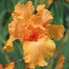 Iris germanica 'Many Mahalos' ~ Many Mahalos Bearded Iris