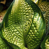 Hosta x 'Brother Stefan' ~ Brother Stefan Hosta