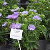 Stokesia laevis 'Mel's Blue' ~ Mel's Blue Stokes' Aster