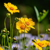 Coreopsis grandiflora ~ Large Flowered Coreopsis