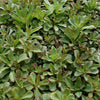 Sedum x 'Czar's Gold' ~ Czar's Gold Stonecrop