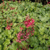 Heuchera 'Bressingham Hybrids' ~ Bressingham Hybrids Coral Bells