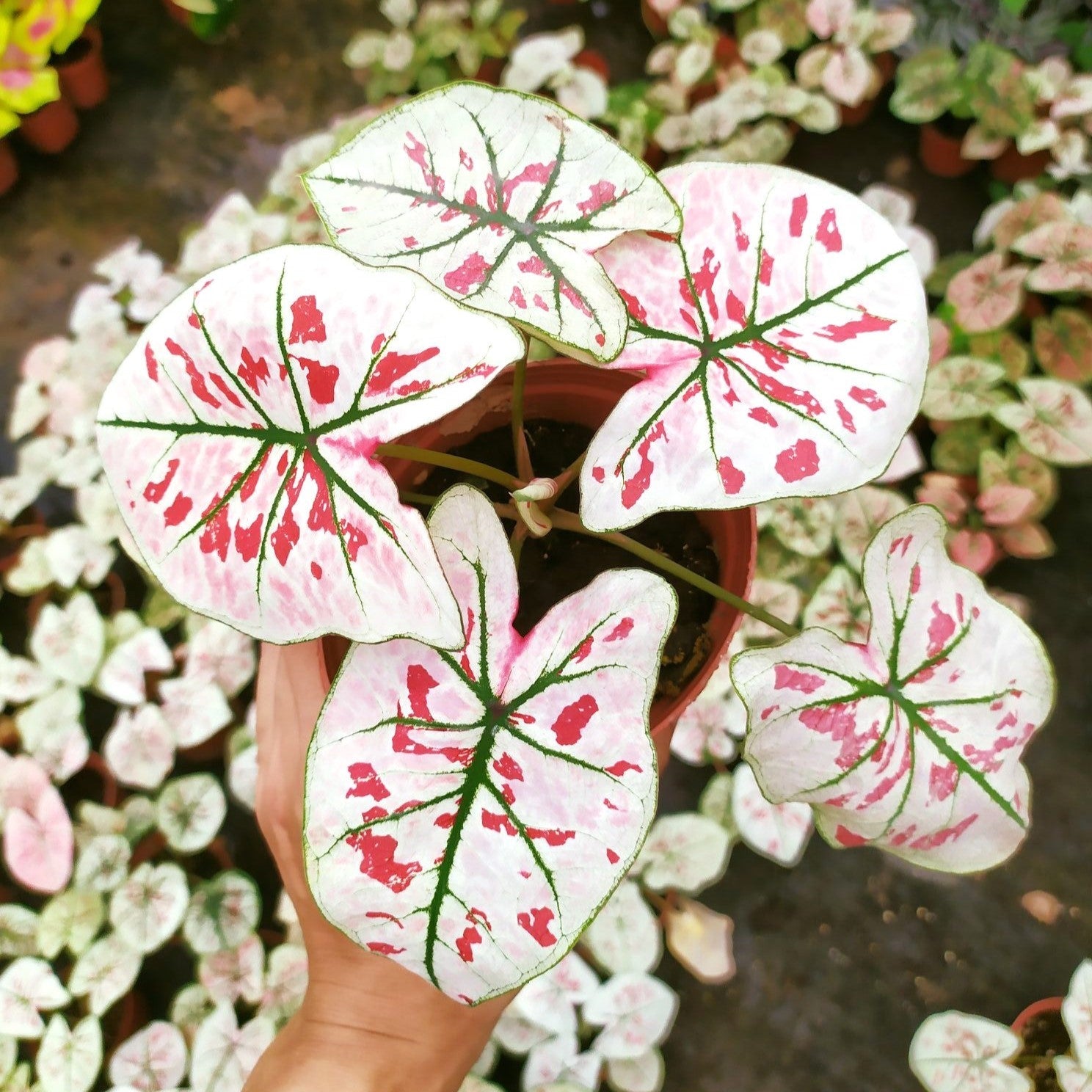 Caladium 'Strawberry Star' ~ Strawberry Star Caladium