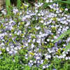 Veronica 'Waterperry Blue' ~ Waterperry Blue Veronica