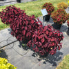Solenostemon scutellarioides 'Main Street Beale Street’ ~ Main Street Beale Street™ Coleus