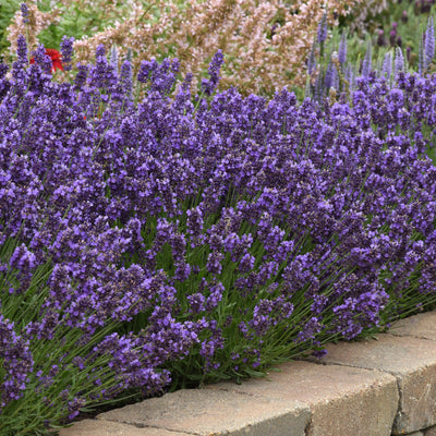 Lavandula angustifolia 'SuperBlue' ~ Super Blue English Lavender