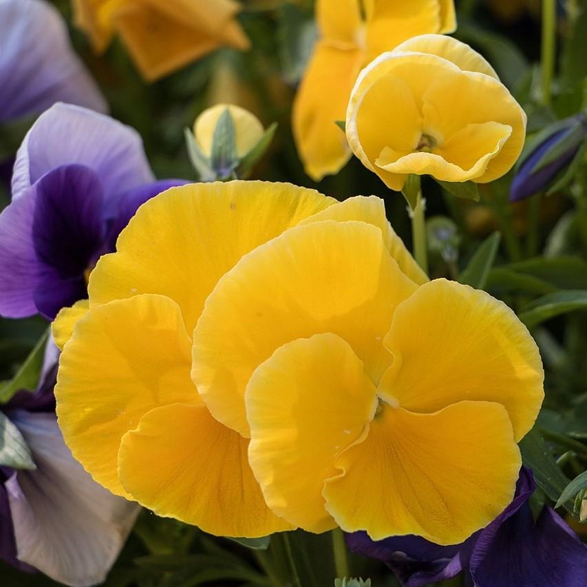Viola x wittrockiana 'PAS954554' ~ Cool Wave® Golden Yellow Pansy
