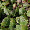 Epimedium versicolor 'Sulphureum' ~ Sulphureum Bishop's Hat