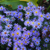 Aster novi-belgii 'Prof. Anton Kippenberg' ~ Prof. Anton Kippenberg Aster