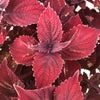 Solenostemon scutellarioides 'Main Street Beale Street’ ~ Main Street Beale Street™ Coleus