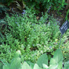 Nepeta x faassenii 'Kit Kat' ~ Kit Kat Catmint