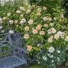 Rosa 'Ausbrass' ~ The Lady Gardener® Rose