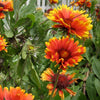 Gaillardia 'Copper Sun' ~ Spintop™ Copper Sun Blanket Flower