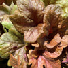 Heucherella 'Buttered Rum' ~ Buttered Rum Foamy Bells